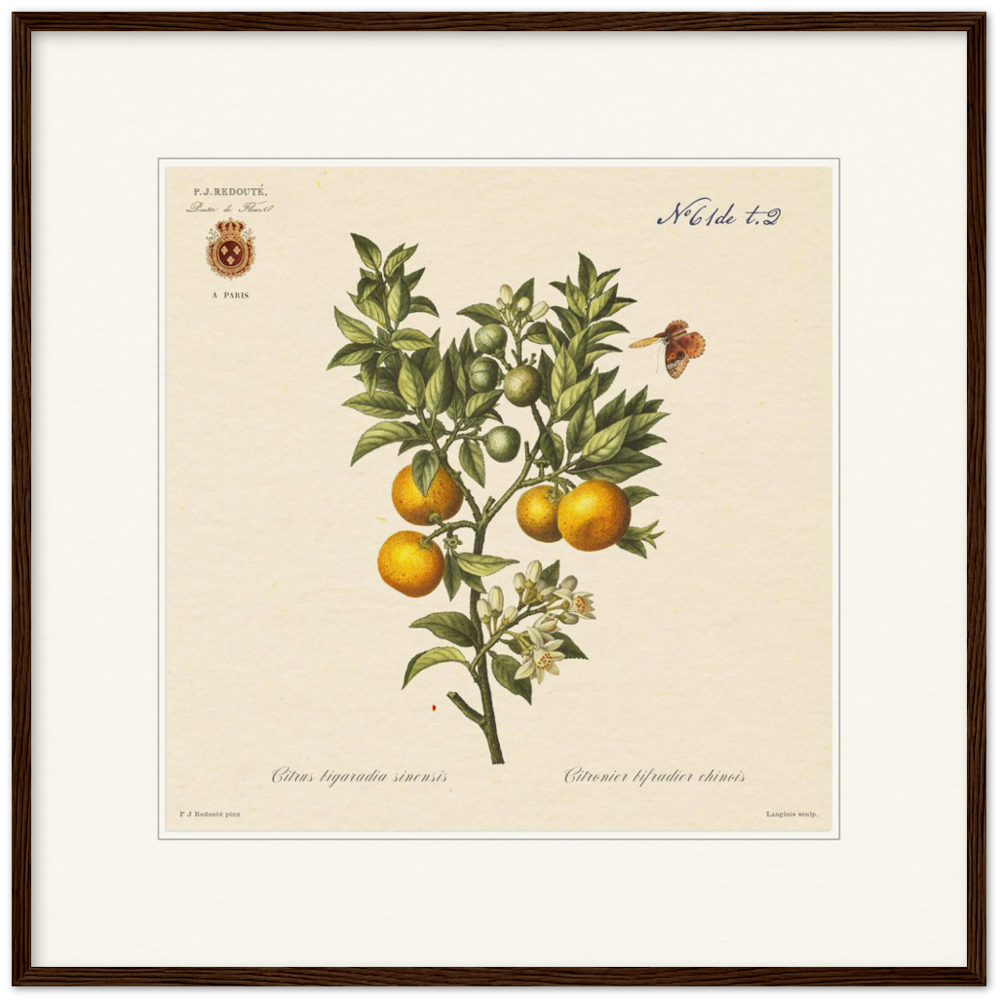 Bitter orange by Redouté, 1834 (édition classique)