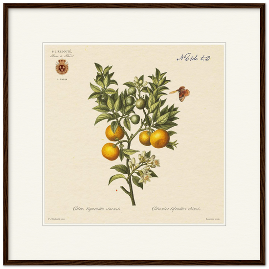 Bitter orange by Redouté, 1834 (édition classique)