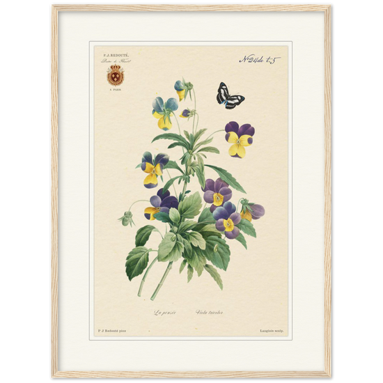 Tricolor viola by Redouté, 1834 (édition classique)