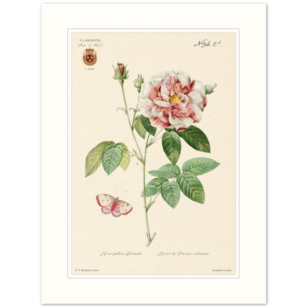 French Provencal Rose by Redouté, édition classique