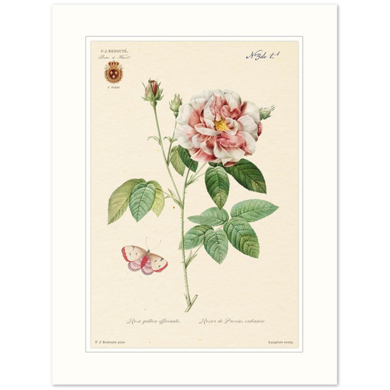 French Provencal Rose by Redouté, édition classique