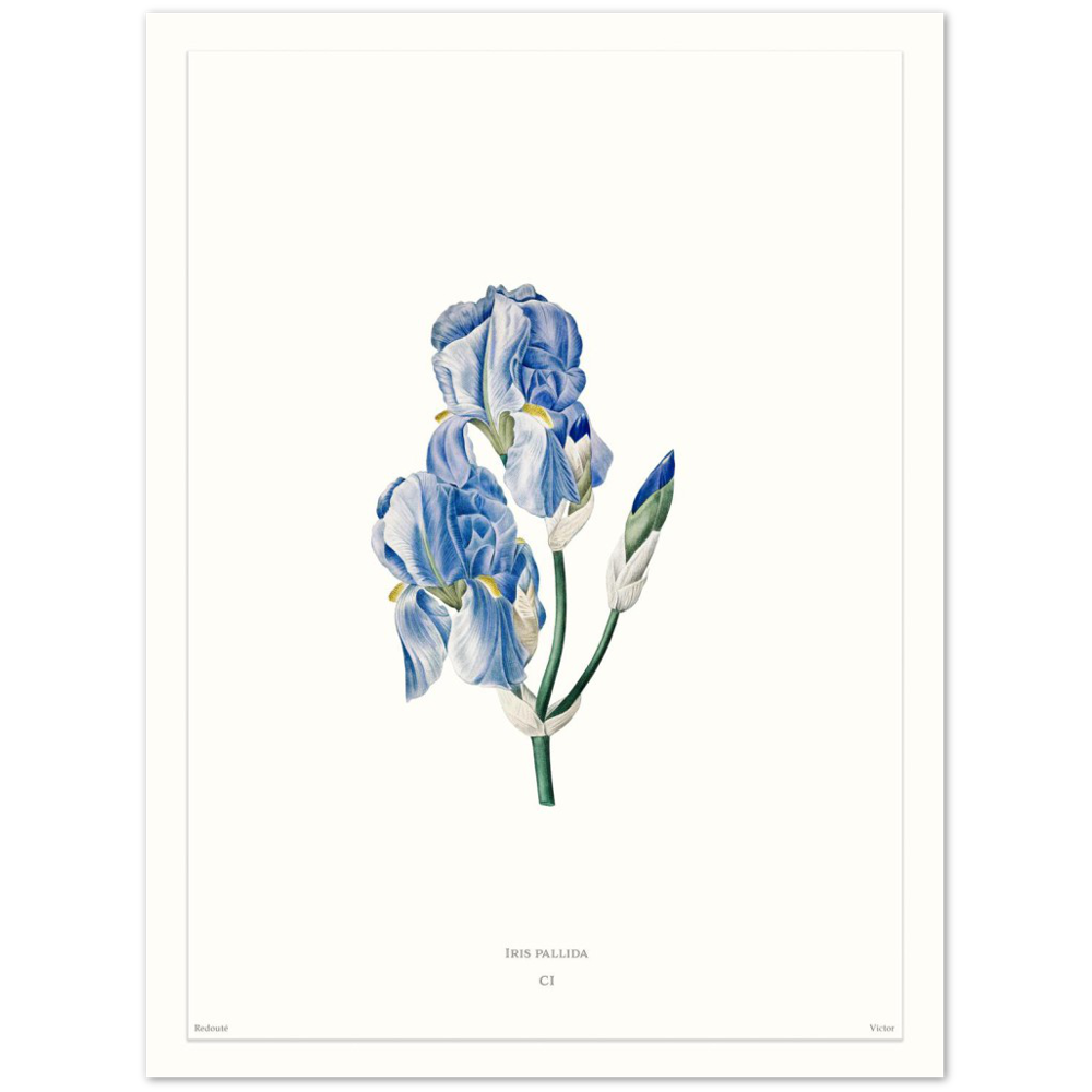 Pale iris, 1827 (édition blanc)
