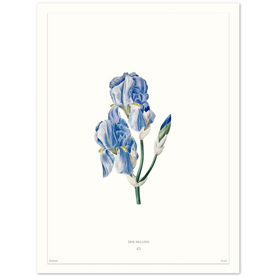 Pale iris, 1827 (édition blanc)