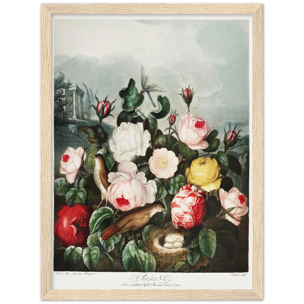 The Roses by R.J. Thornton, 1807