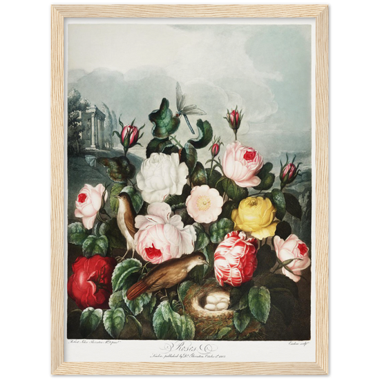 The Roses by R.J. Thornton, 1807