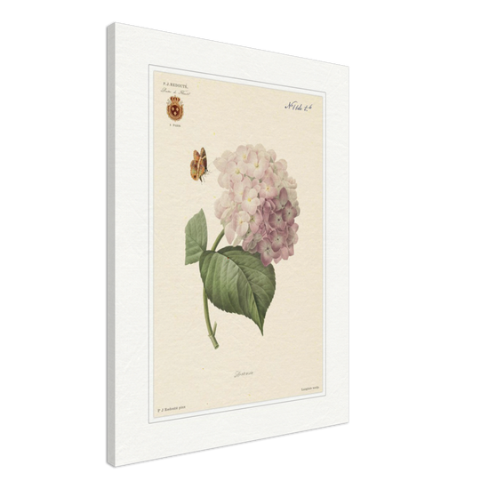 Pierre-Joseph Redouté, floral, flowers, art, wall art, flower prints, botanical, illustration, plants, roses