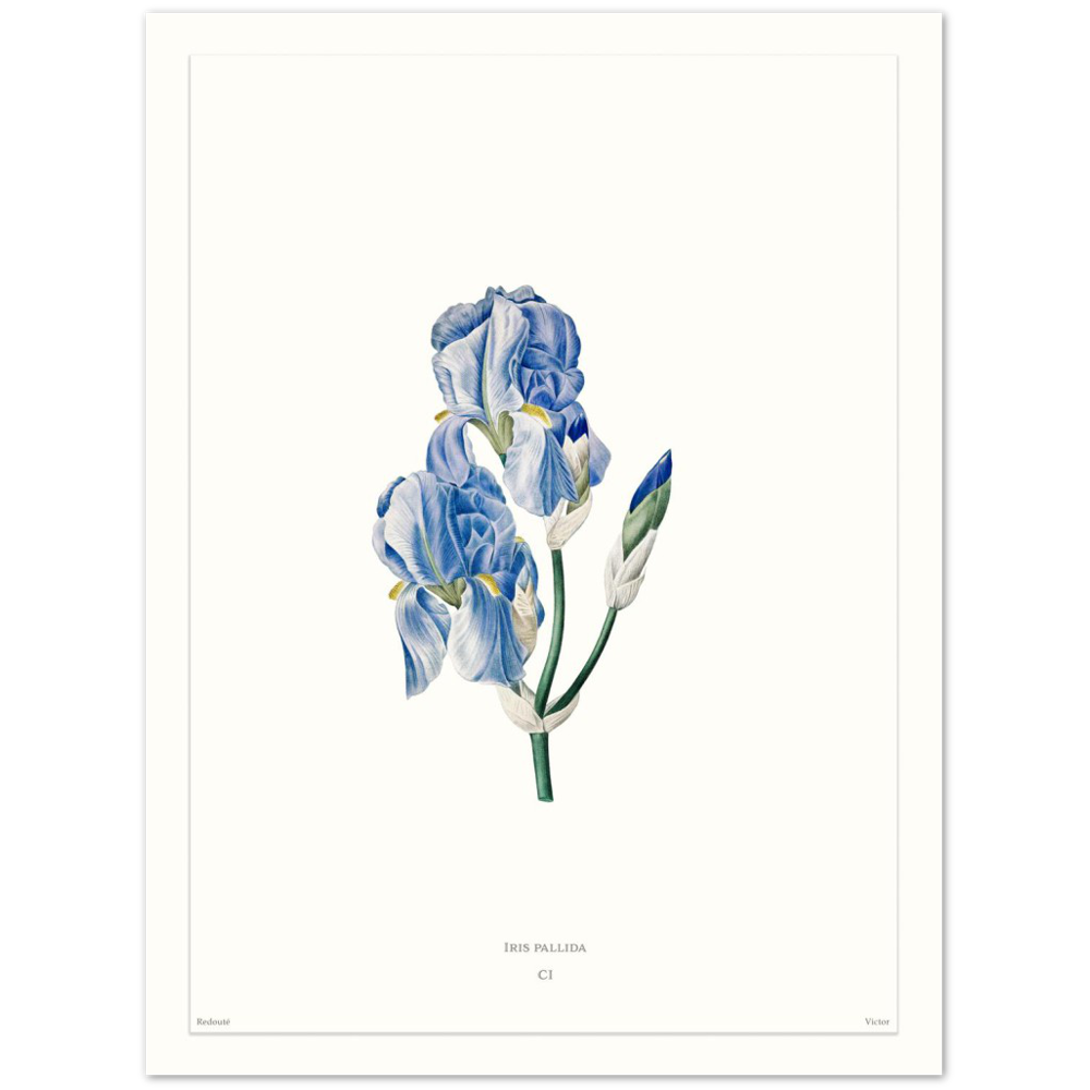 Pale iris, 1827 (édition blanc)