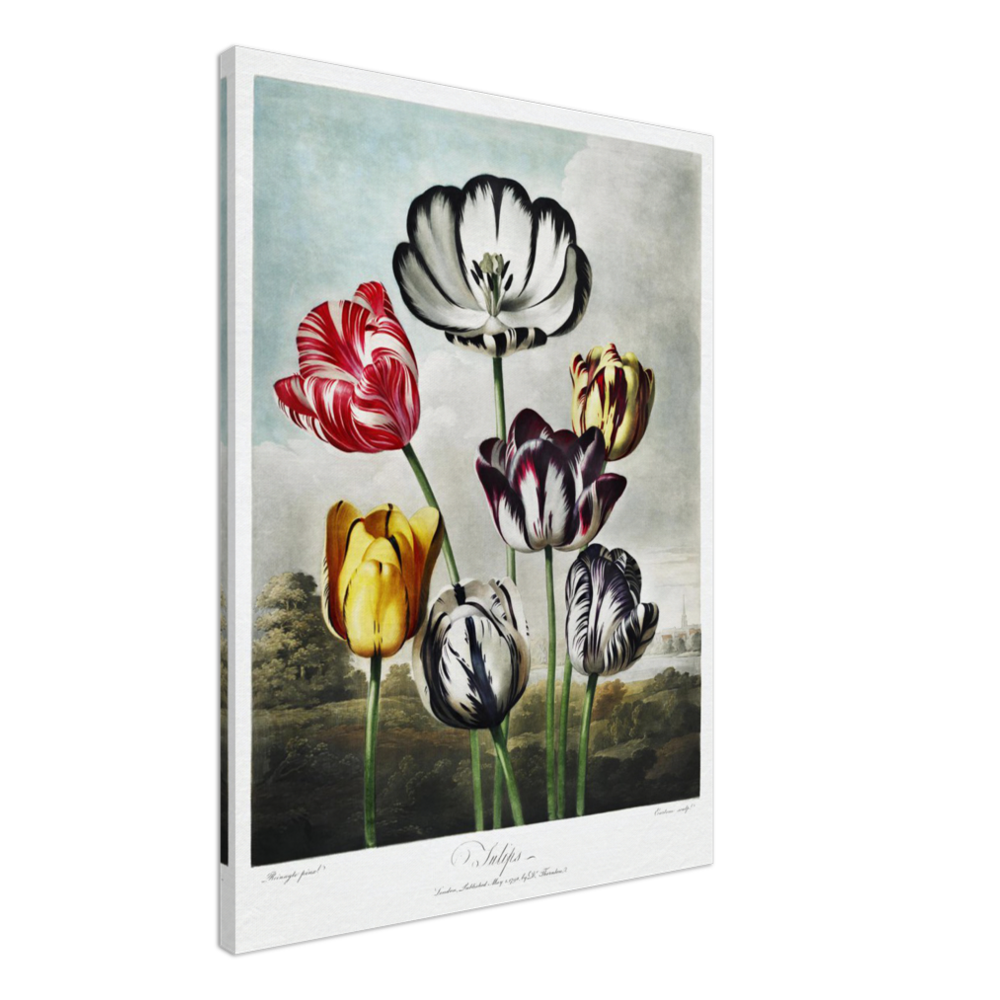 The Tulips by R.J. Thornton, 1807