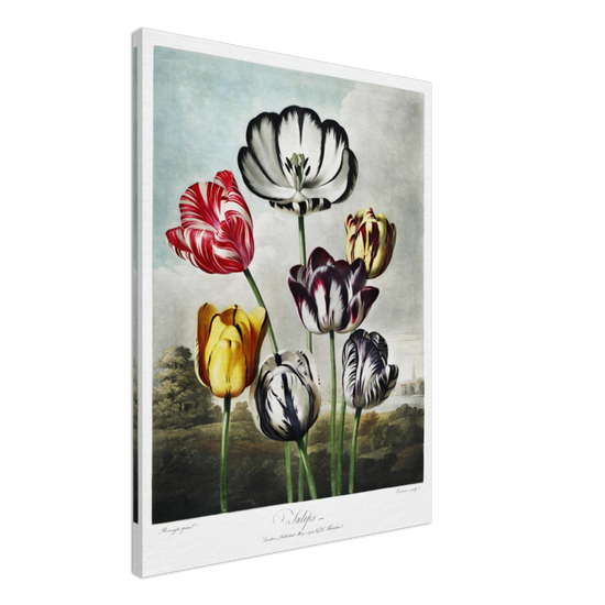 The Tulips by R.J. Thornton, 1807