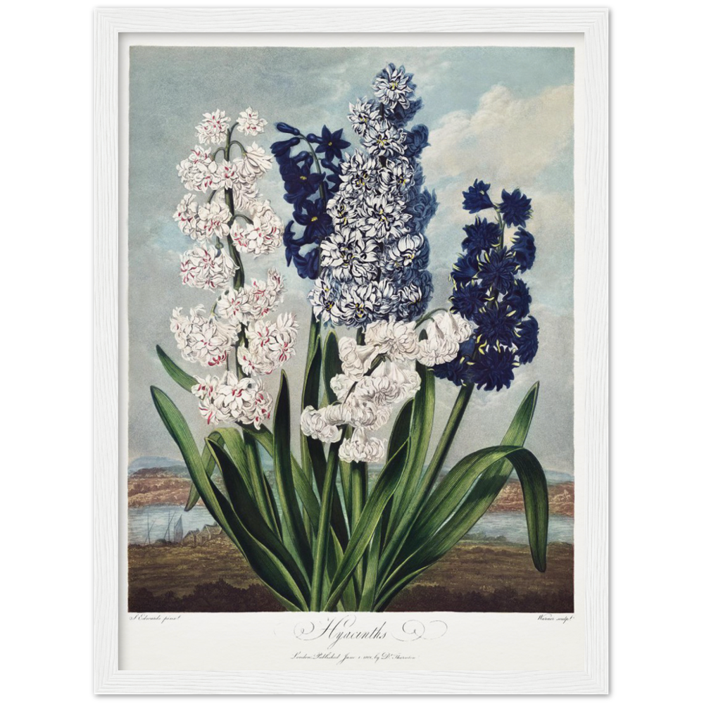 Pierre-Joseph Redouté, floral, flowers, art, wall art, flower prints, botanical, illustration, plants, roses