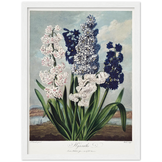 Pierre-Joseph Redouté, floral, flowers, art, wall art, flower prints, botanical, illustration, plants, roses