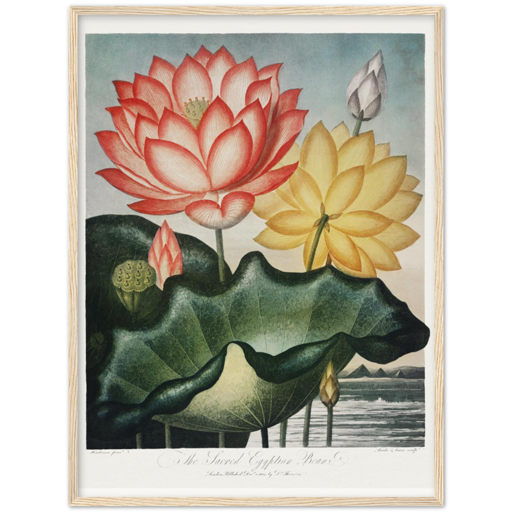 The Sacred Egyptian Bean by R.J. Thornton, 1807