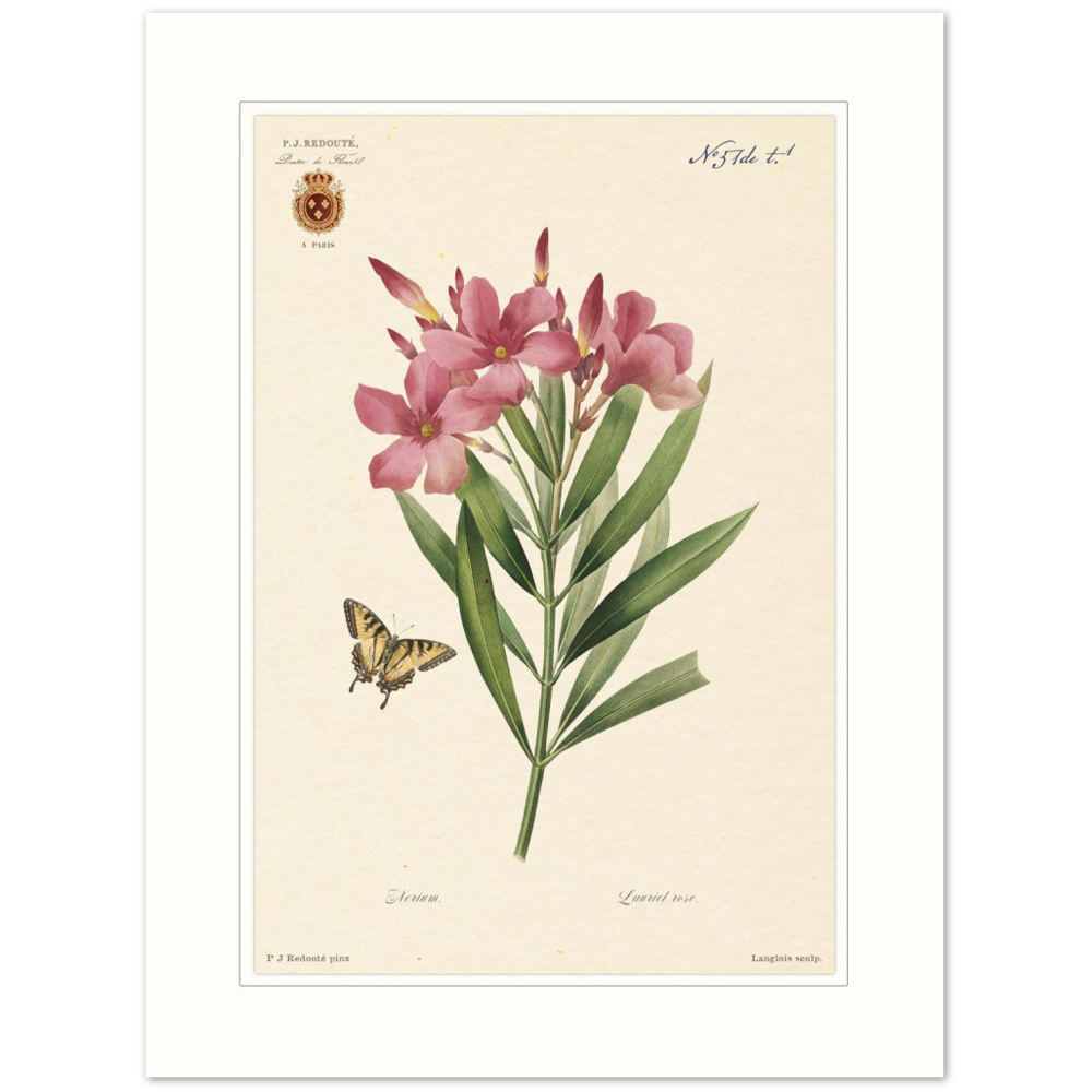 Pierre-Joseph Redouté, floral, flowers, art, wall art, flower prints, botanical, illustration, plants, roses