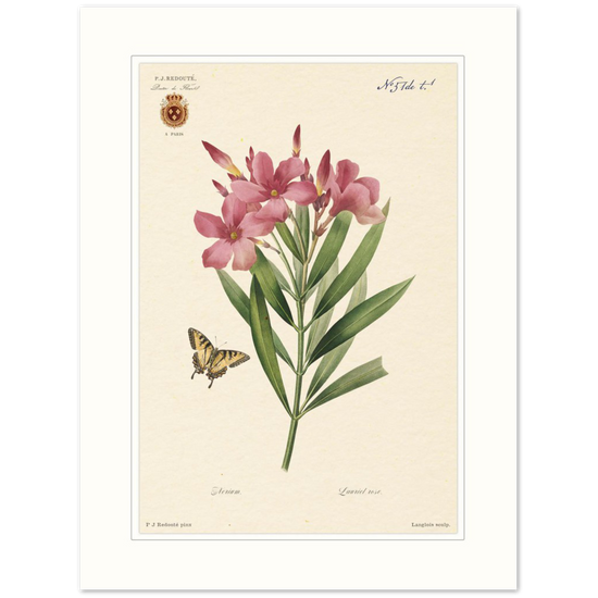 Pierre-Joseph Redouté, floral, flowers, art, wall art, flower prints, botanical, illustration, plants, roses