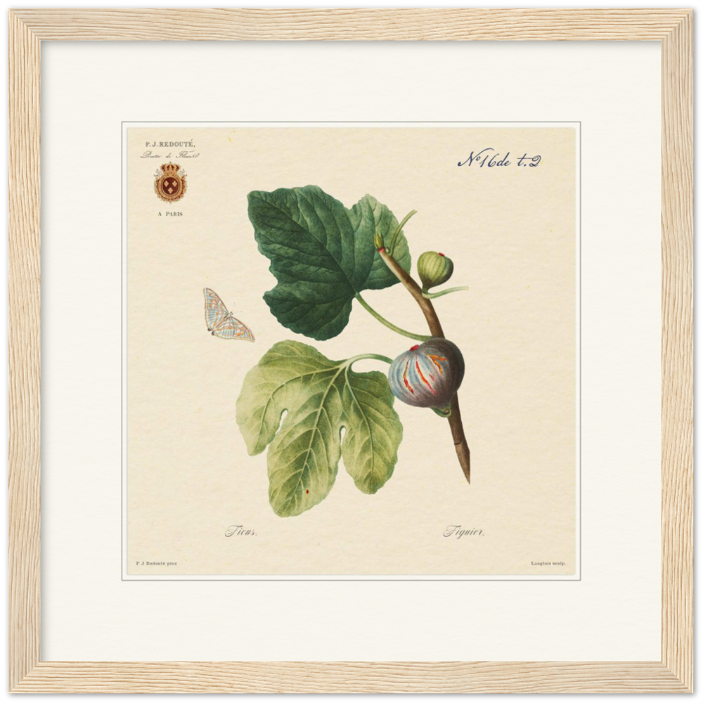 Figs by Redouté, 1834 (édition classique)