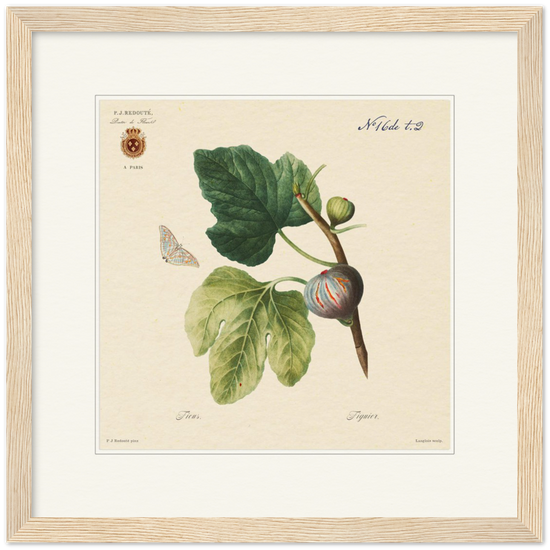 Figs by Redouté, 1834 (édition classique)
