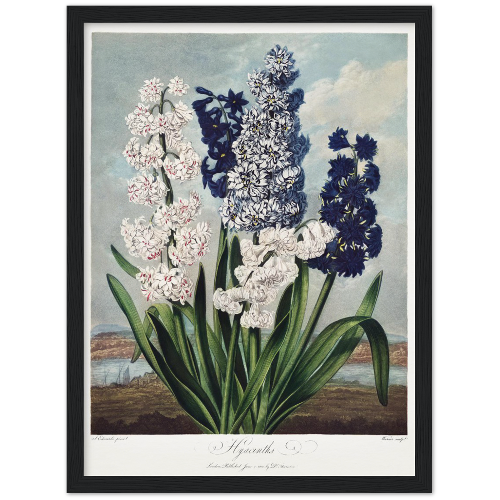Pierre-Joseph Redouté, floral, flowers, art, wall art, flower prints, botanical, illustration, plants, roses