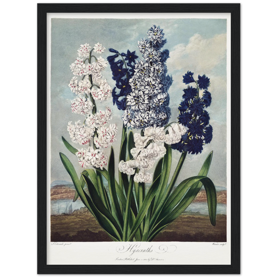 Pierre-Joseph Redouté, floral, flowers, art, wall art, flower prints, botanical, illustration, plants, roses