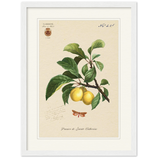 Plum of Saint Catherine, 1824 (édition classique)