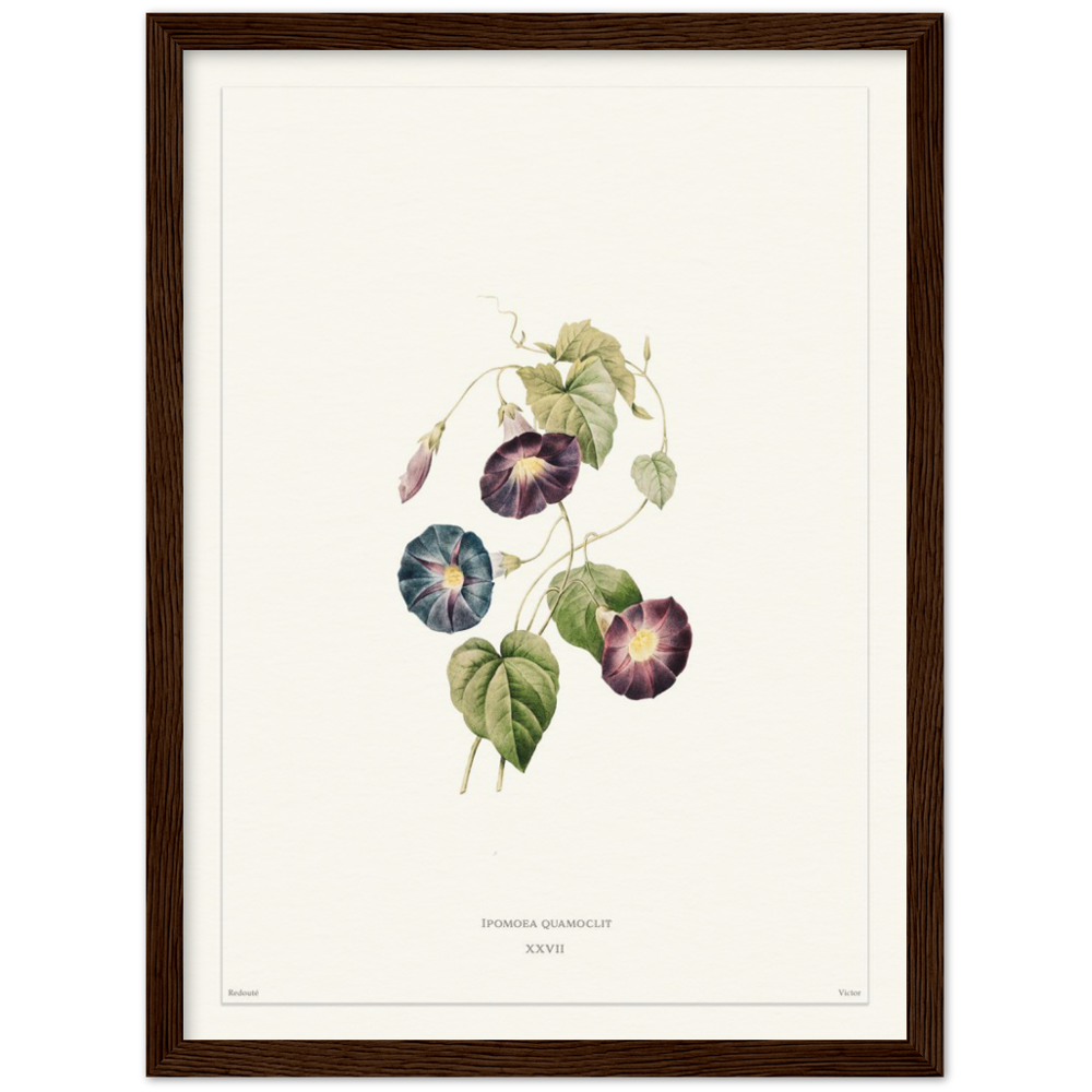 Pierre-Joseph Redouté, floral, flowers, art, wall art, flower prints, botanical, illustration, plants, roses