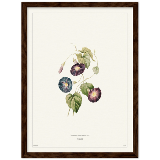 Pierre-Joseph Redouté, floral, flowers, art, wall art, flower prints, botanical, illustration, plants, roses
