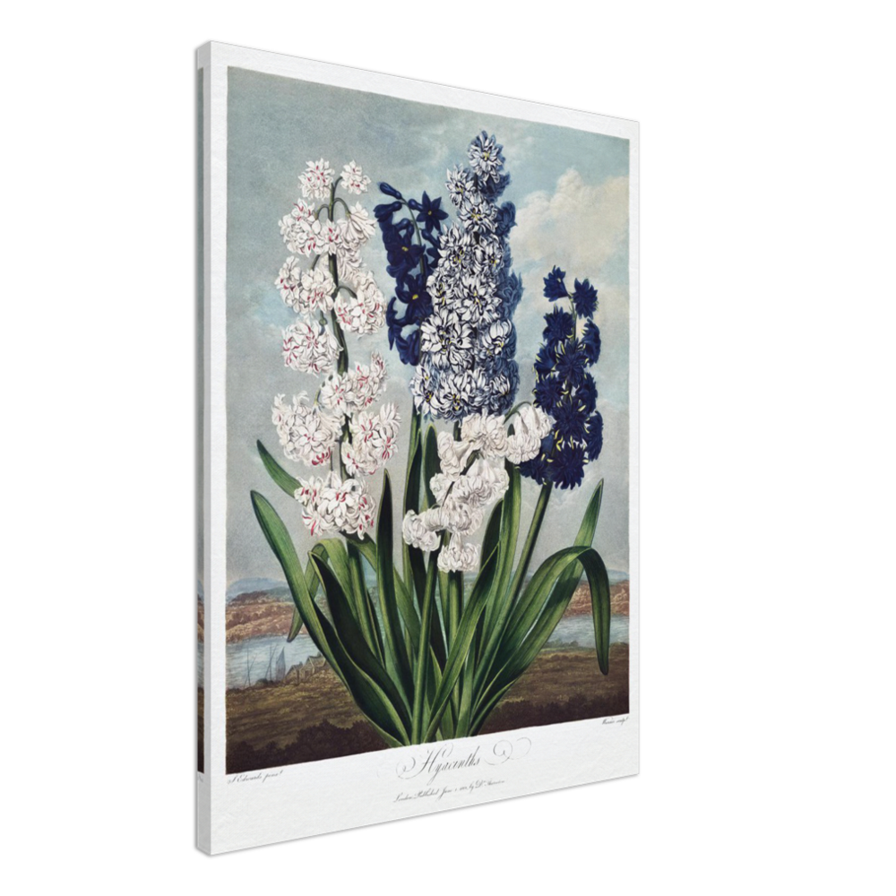 Hyacinths by R.J. Thornton, 1807
