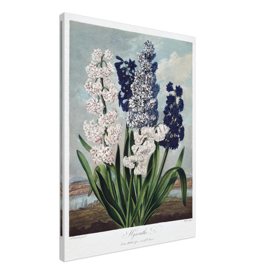 Hyacinths by R.J. Thornton, 1807