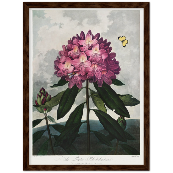 The Pontic rhododendron by R.J. Thornton, 1807