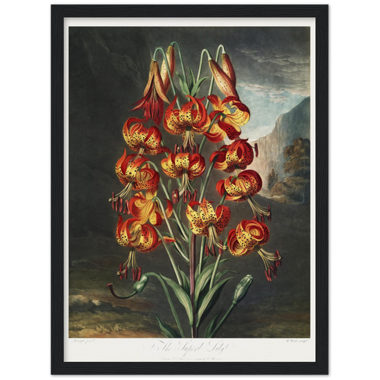 The Superb Lily by R.J. Thornton, 1807