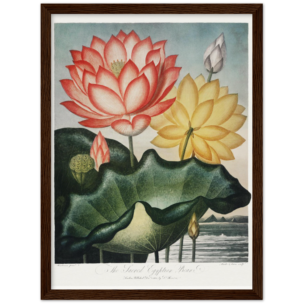 The Sacred Egyptian Bean by R.J. Thornton, 1807