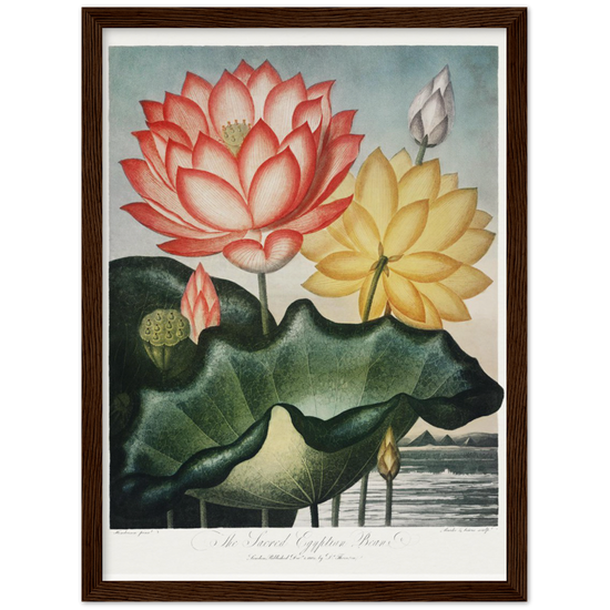 The Sacred Egyptian Bean by R.J. Thornton, 1807