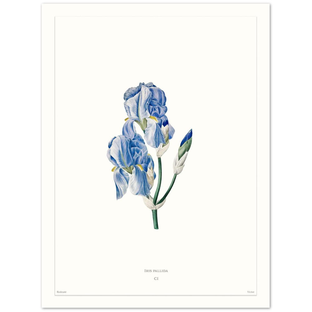 Pale iris, 1827 (édition blanc)