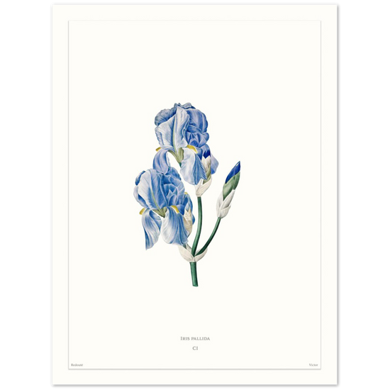 Pale iris, 1827 (édition blanc)