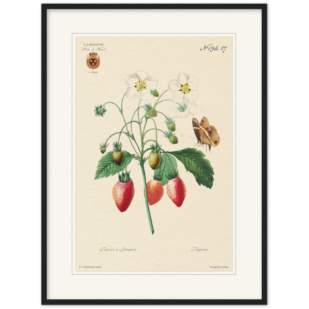 Strawberry by Redouté, 1834 (édition classique)
