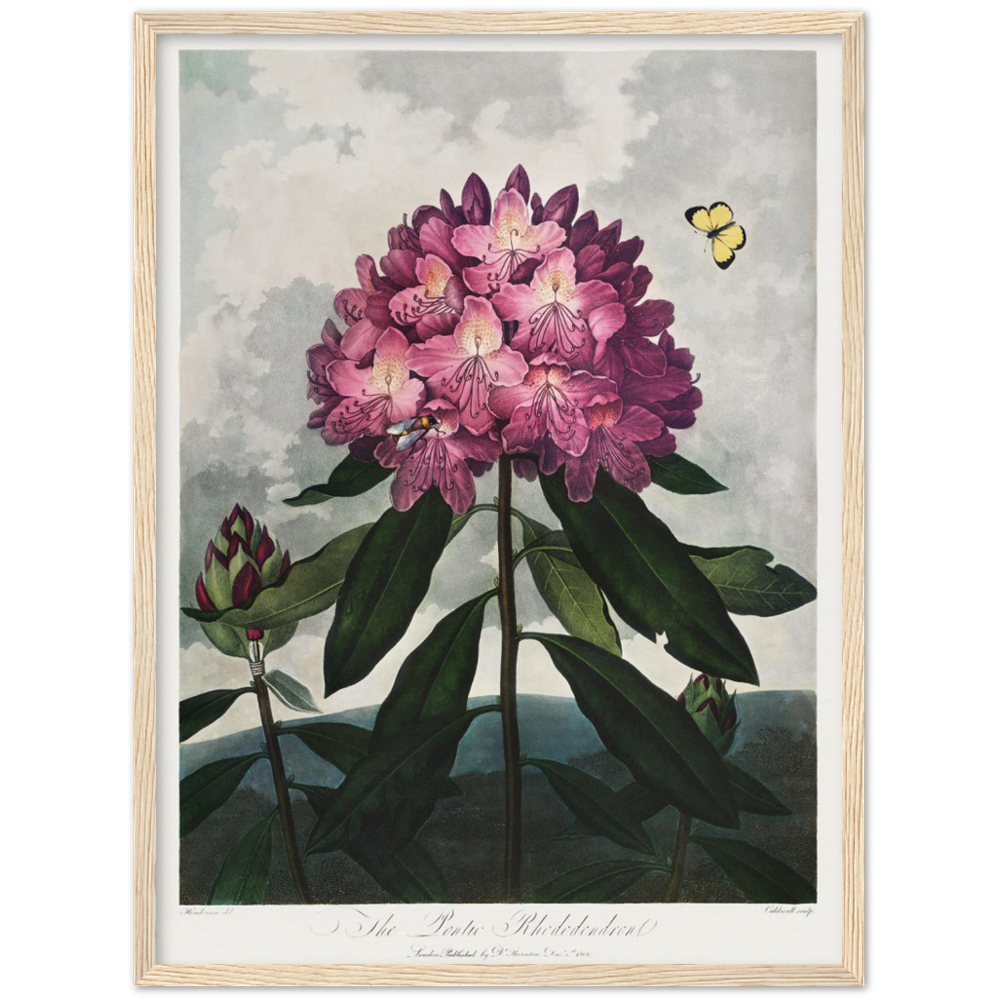 The Pontic rhododendron by R.J. Thornton, 1807