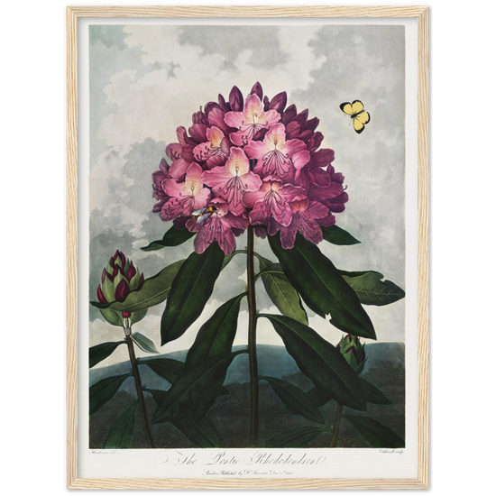 The Pontic rhododendron by R.J. Thornton, 1807