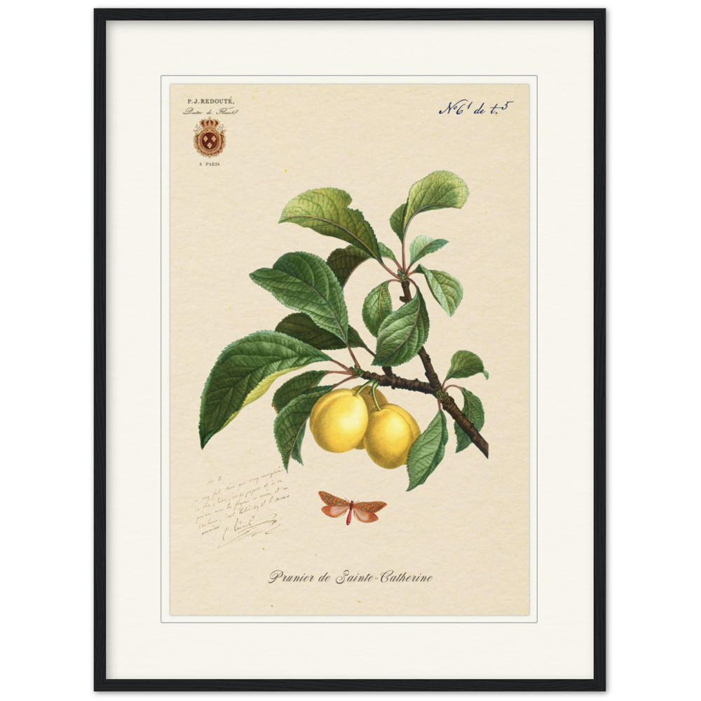 Plum of Saint Catherine, 1824 (édition classique)