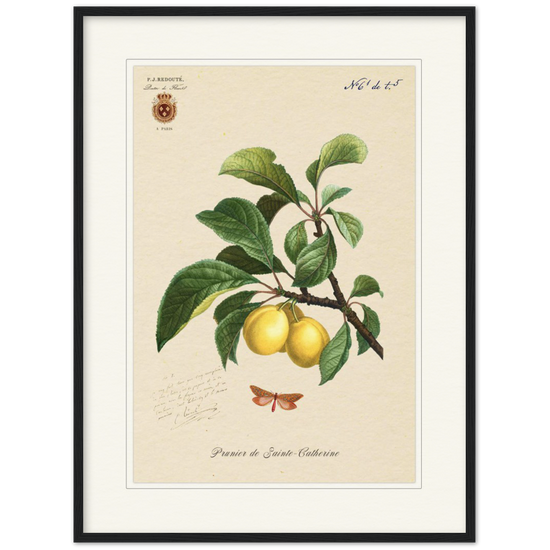 Plum of Saint Catherine, 1824 (édition classique)