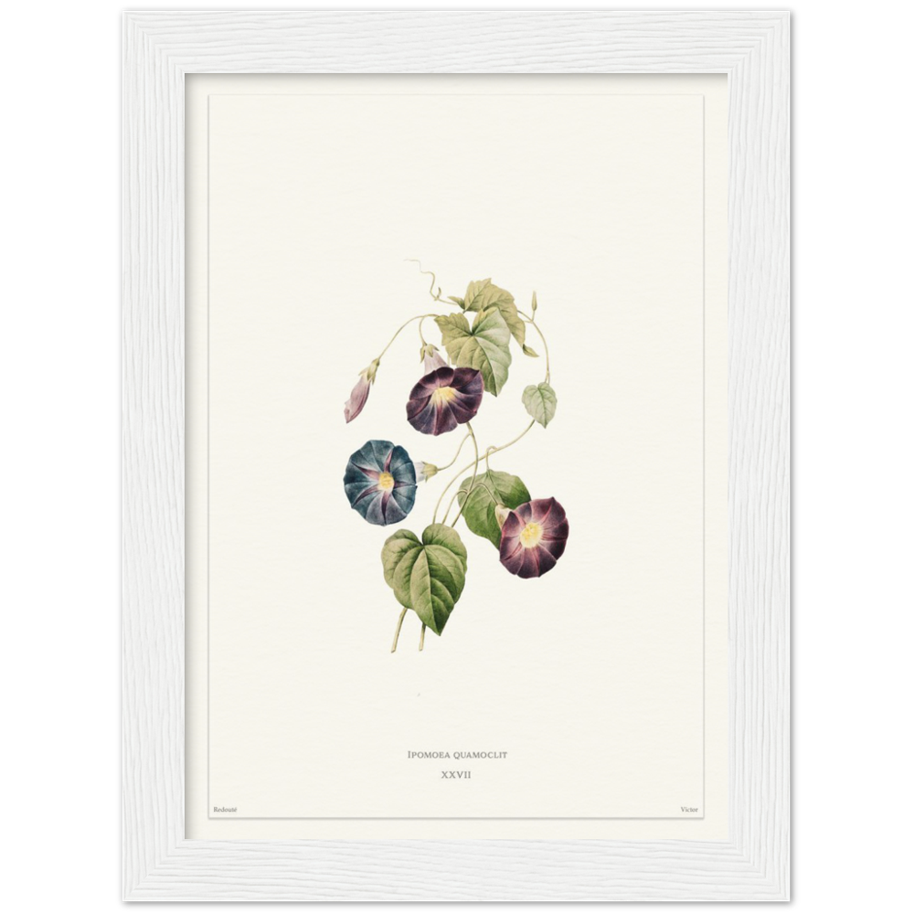 Pierre-Joseph Redouté, floral, flowers, art, wall art, flower prints, botanical, illustration, plants, roses