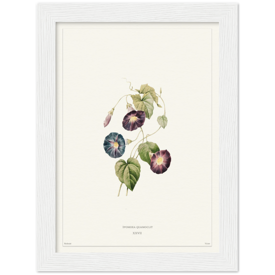 Pierre-Joseph Redouté, floral, flowers, art, wall art, flower prints, botanical, illustration, plants, roses