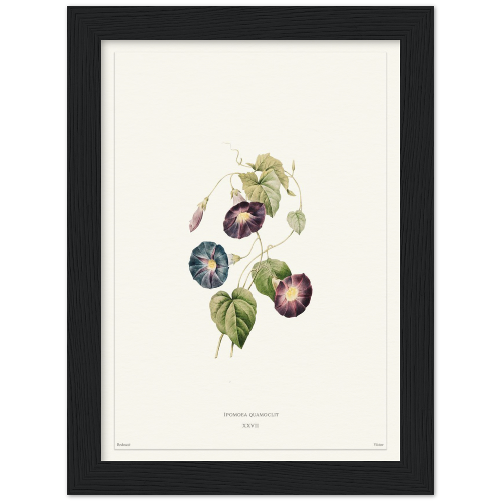 Pierre-Joseph Redouté, floral, flowers, art, wall art, flower prints, botanical, illustration, plants, roses