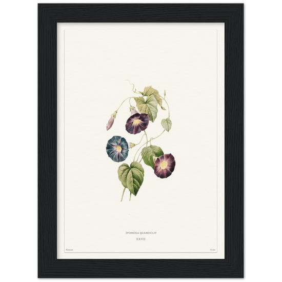 Pierre-Joseph Redouté, floral, flowers, art, wall art, flower prints, botanical, illustration, plants, roses