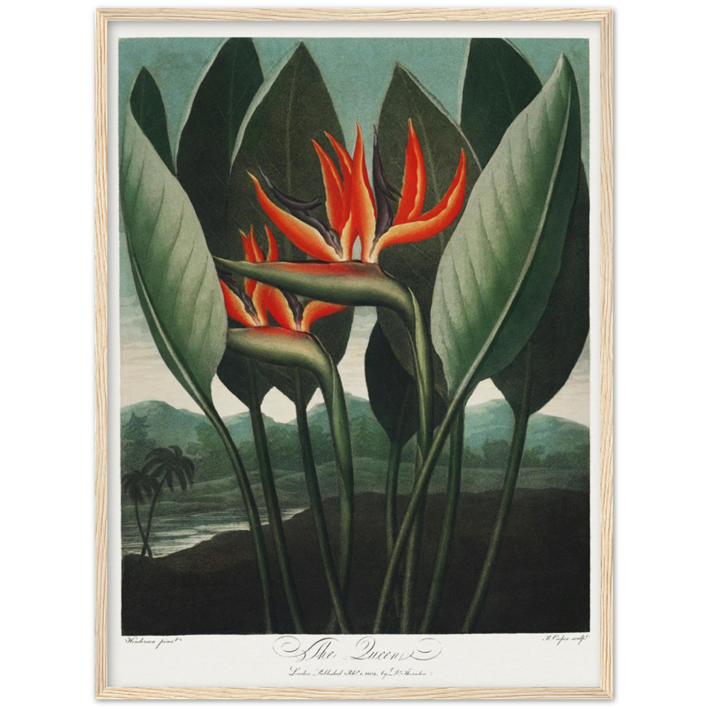The Queen plant by R.J. Thornton, 1807
