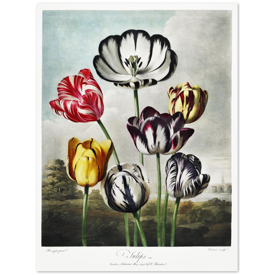 The Tulips by R.J. Thornton, 1807