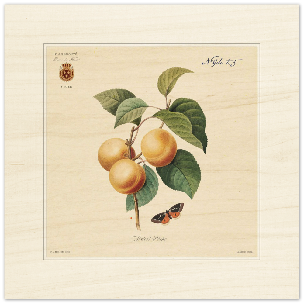 Apricot-Peaches by Redouté, 1824 (édition classique)