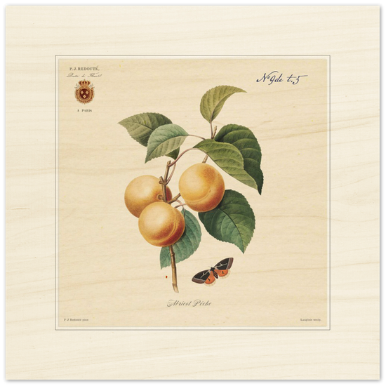 Apricot-Peaches by Redouté, 1824 (édition classique)