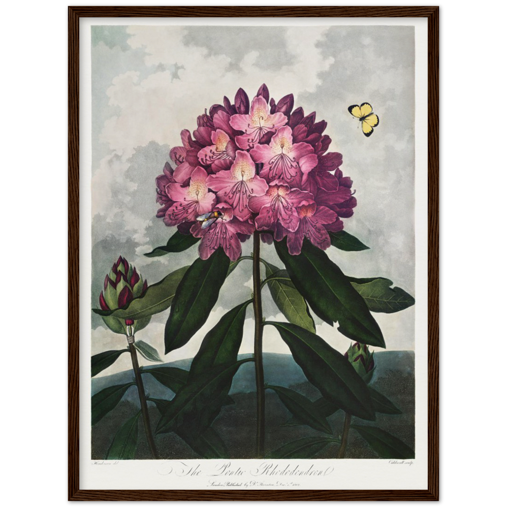 The Pontic rhododendron by R.J. Thornton, 1807