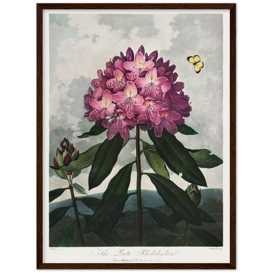 The Pontic rhododendron by R.J. Thornton, 1807