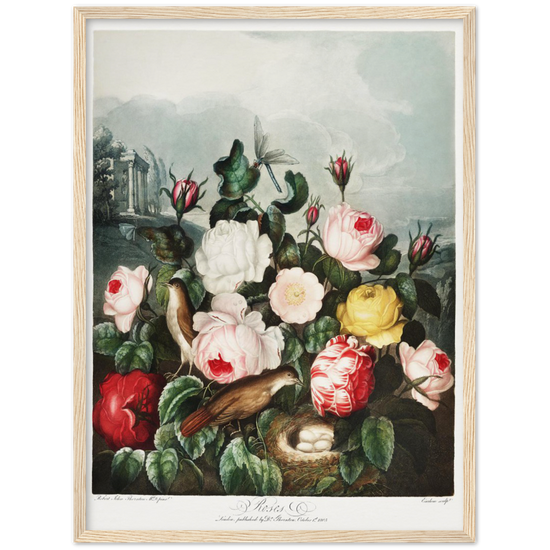 The Roses by R.J. Thornton, 1807