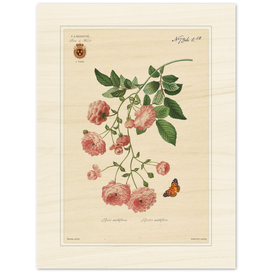 Pierre-Joseph Redouté, floral, flowers, art, wall art, flower prints, botanical, illustration, plants, roses